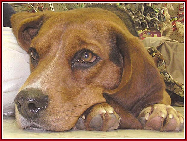 Andy the Beagle is a wonderful guy who is looking for a home through a rescue.