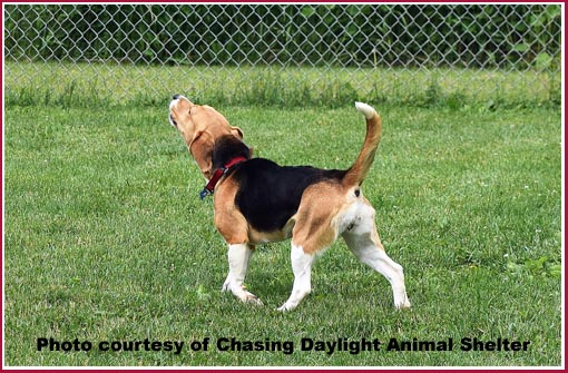 Beagle, singing the song of his people.