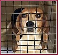 Beagle face behind wire