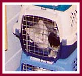 Crated cat at a kitten mill which produces kittens for pet stores.