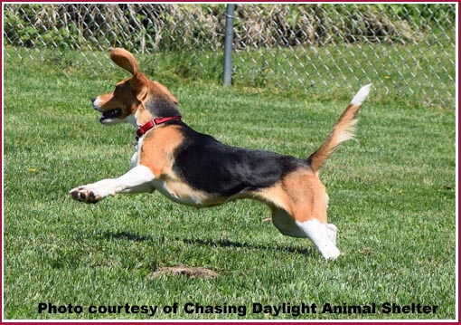 Beagle jumping into the air