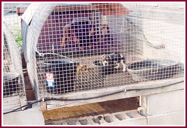 Hound puppy in cage at Pretty Penny Kennel