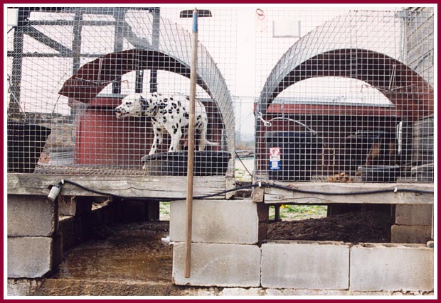 Row upon row of wire cages...