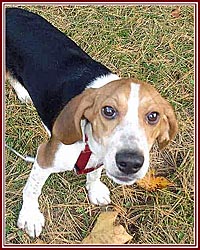 Kingsbury the Beagle