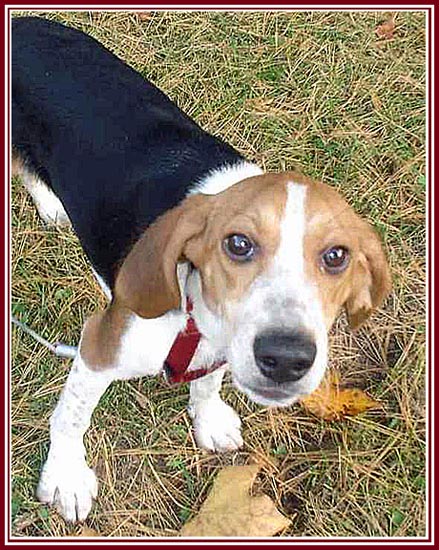 Beagle on grass