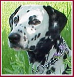 Mr. Peabody, to whom this website is dedicated.