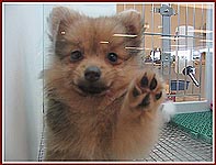 Petstore puppy