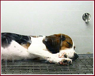 beagle in cage