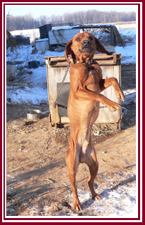 A tethered dog at the end of his chain.