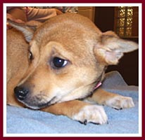 Allie the Shiba Inu - Rat Terrier mix.