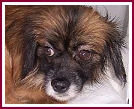 This little dog, confiscated from Thyme and Sage Ranch on 19 May 2009, was too terrified to come out of his carrier when taken to the safety of the Dane County Humane Society.