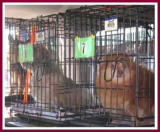 Some of the 300 dogs confiscated from Thyme and Sage Ranch. These are about to embark on the next step of their journey to their new homes.
