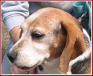 Beagle face