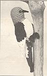 Annie's Attic Birds of a Feather: Redheaded Woodpecker, original black and white version