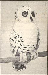 Annie's Attic Birds of a Feather: Snowy Owl, original black and white version