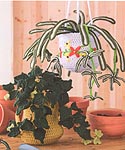 Annie's Attic Botanical Beauties