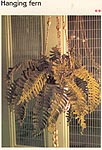 Marshall Cavendish LTD Hanging Fern