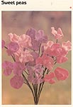 Marshall Cavendish LTD Sweet Peas